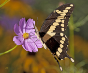 Giant Swallowtail 2178 